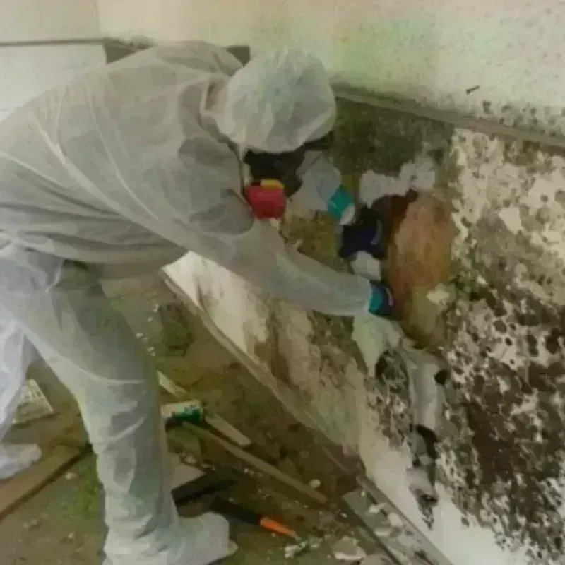 Mold Remediation and Removal in Washburn, IL